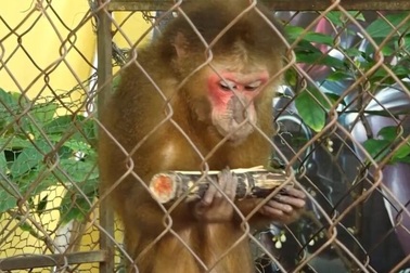 Khỉ mặt đỏ quý hiếm "đại náo" khu dân cư
