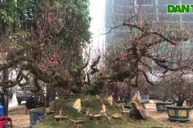 Đào Nhật Tân thế rồng bay, phủ rong rêu cổ kính đón Tết