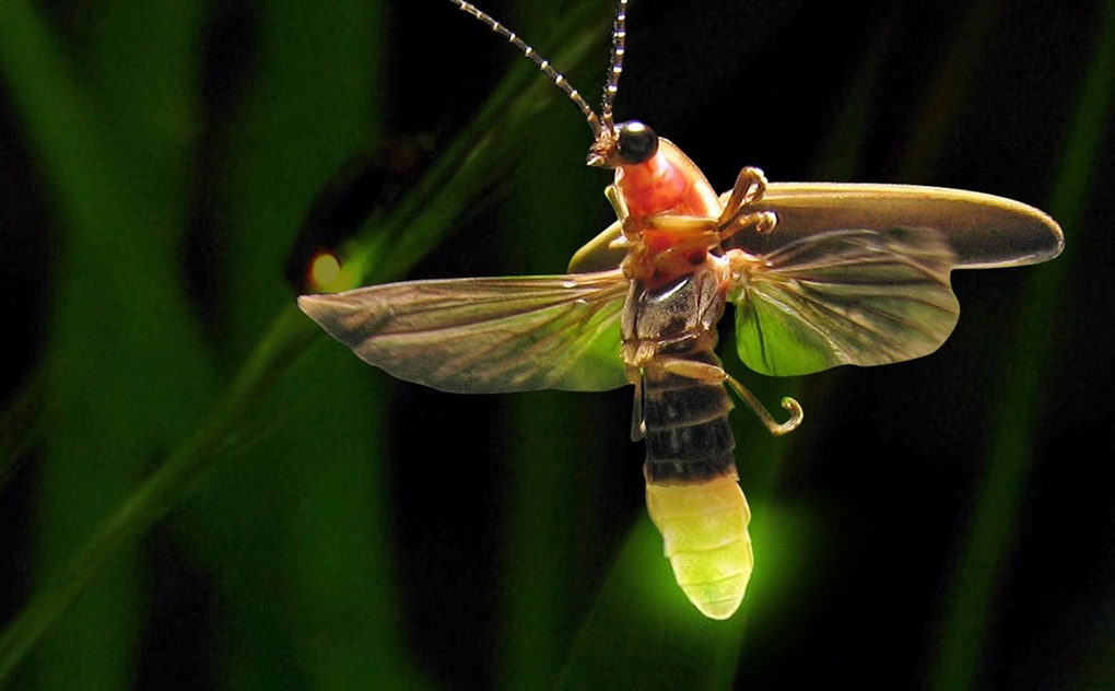 Generatie Alpha kent deze 5 insecten die deel uitmaakten van de kindertijd van hun ouders misschien niet - 5 Gen Alpha có thể không biết 5 loài côn trùng từng là tuổi thơ của cha mẹ - 5