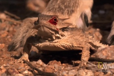 "Độc chiêu" chống kẻ thù bằng màn "phun máu" từ mắt