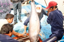 Thương lái ép giá cá ngừ đại dương