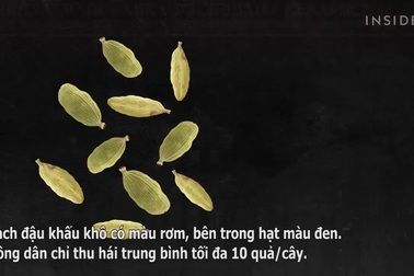 Cảnh thu hoạch loại gia vị đắt đỏ bậc nhất, giá hơn 2 triệu đồng/kg