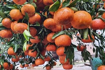 Quýt "hàng độc" xuống phố, quyết không bán dưới 100 triệu đồng!