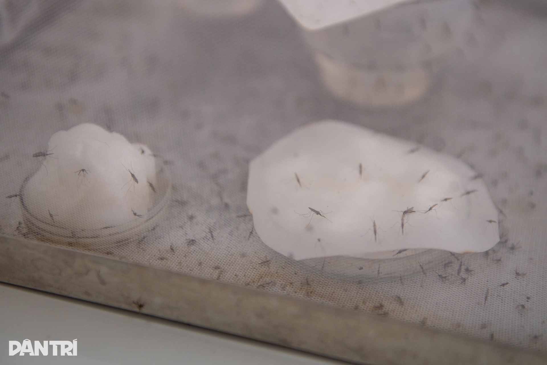 ហាណូយ៖ ចូលកន្លែងចិញ្ចឹមមូសរាប់ពាន់ក្បាល ដើម្បីរកអាវុធការពារជំងឺគ្រុនឈាម - 14 Hà Nội: Vào nơi nuôi hàng nghìn con muỗi tìm vũ khí chặn sốt xuất huyết - 14