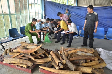 Lại phát hiện gần nửa tấn ngà voi cất giấu trong gỗ