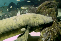 "Cụ cá phổi" 90 tuổi sống thọ nhất thế giới, chỉ mê ăn trái sung tươi