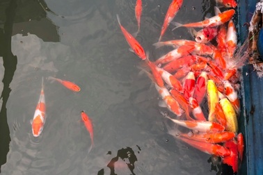 Người dân thích thú ngắm cá Koi Nhật Bản bơi lội ở sông Tô Lịch