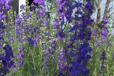 Khám phá Mae Fah Luang - một trong những khu vườn đẹp nhất Thái Lan