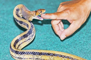 Loài rắn cực kỳ hung dữ, nhưng có ích cho nhà nông
