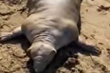 Sau cơn bão lớn, "quái vật mặt giống người" kỳ dị xuất hiện khiến người nhìn hoảng sợ