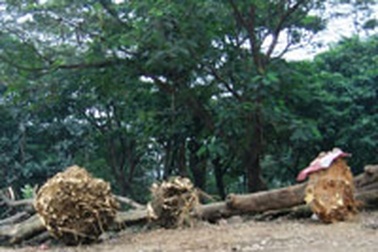 Lâm tặc triệt hạ hoa sữa giữa phố