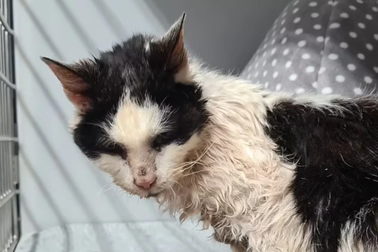 "Cụ mèo" 25 tuổi tái ngộ chủ cũ sau 2 năm đi lạc