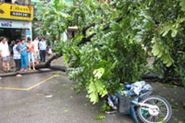 Cây bật gốc đè bẹp xe máy