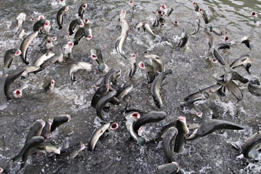 Anh nông dân kể chuyện “kêu” cá lóc... bay