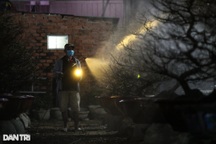 Xuyên đêm soi đèn pin chăm sóc vườn mai tiền tỷ ở TPHCM