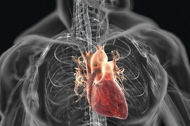 4 cảnh báo động mạch có nguy cơ tắc nghẽn