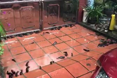 Video: Đàn cá rô hàng trăm con lúc nhúc trên sân nhà sau trận mưa lớn