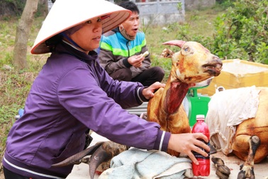 Cảnh bày bán thịt dê phản cảm khiến khách Tây tham quan Tràng An “ái ngại”