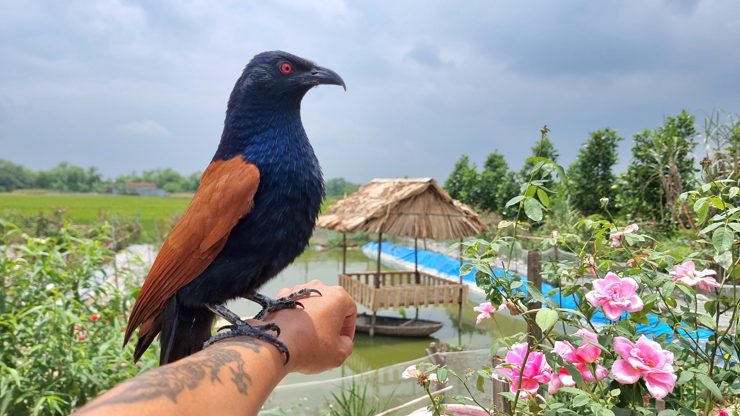 Anh thanh niên cứu chim chóc, động vật bị bỏ rơi: "Họ bảo tôi điên"