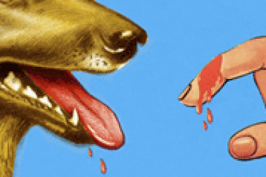 Khi bị chó mèo cắn...