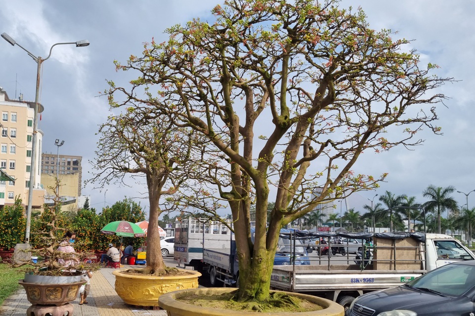 Chiêm ngưỡng hàng mai cổ thụ tại chợ hoa Tết Đà Nẵng - 5 Chiêm ngưỡng hàng mai cổ thụ tại chợ hoa Tết Đà Nẵng - 5