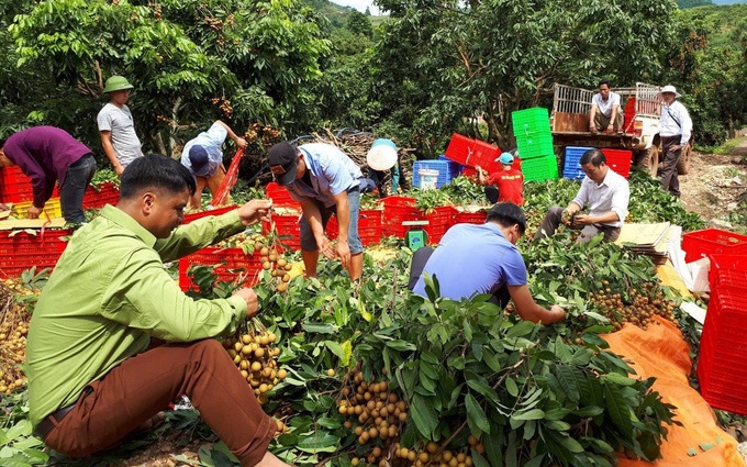 Phát triển hợp tác xã gắn với giảm nghèo và xây dựng nông thôn mới