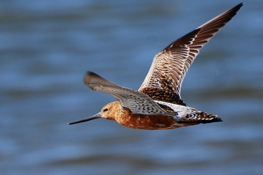 Khám phá cách loài chim bay liên tục hơn 11.000km không nghỉ