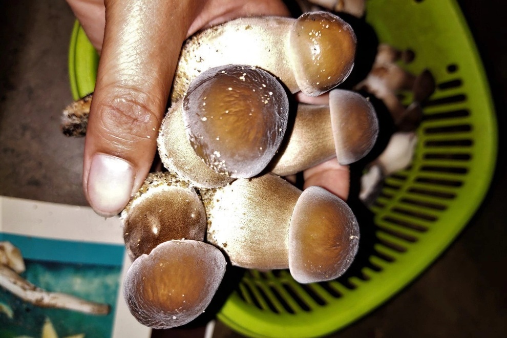 Trồng loại nấm mới và khó tính, nông dân có thu nhập ổn định - 6