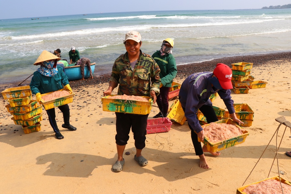 Trúng lộc biển, ngư dân kiếm tiền triệu mỗi ngày dịp cận Tết - 4 Trúng lộc biển, ngư dân kiếm tiền triệu mỗi ngày dịp cận Tết - 4