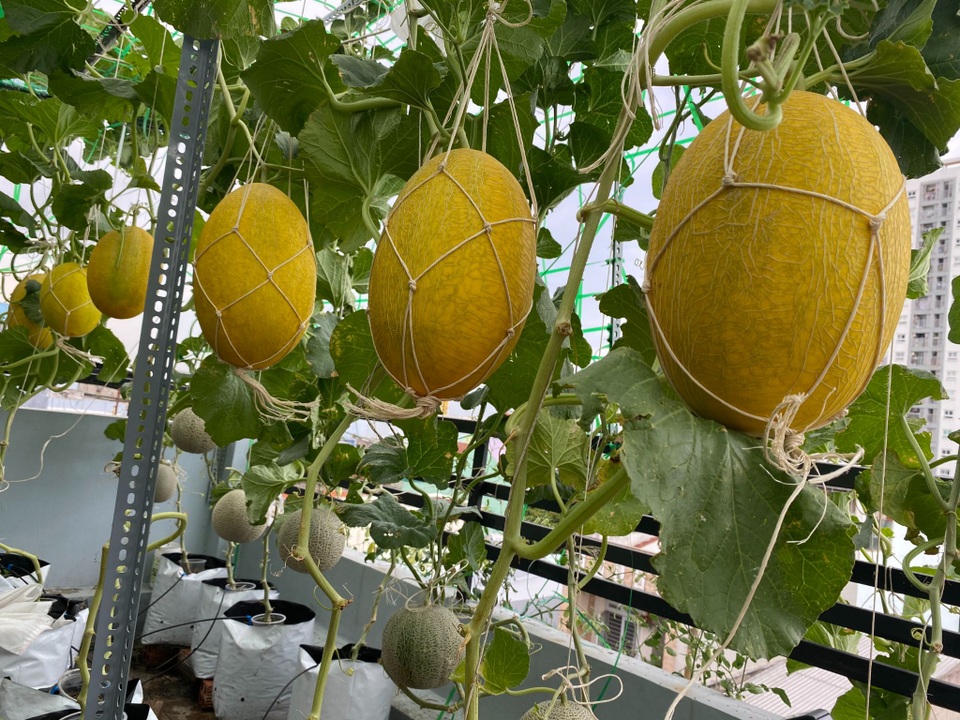 Vườn 10m2 trĩu trịt rau, trái của bà mẹ 4 con thức khuya, dậy sớm - 4