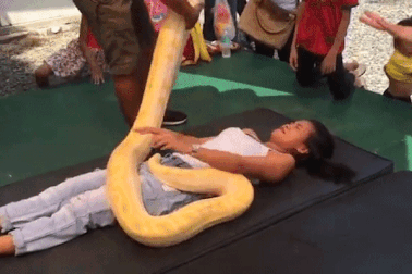 Du khách "cứng đơ người" khi được trăn Miến Điện nặng 50kg massage