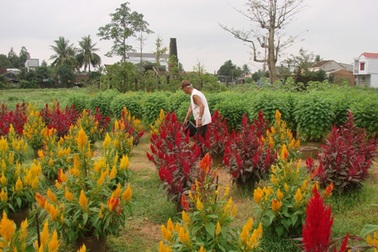 Kẻ khóc, người cười mùa hoa Tết