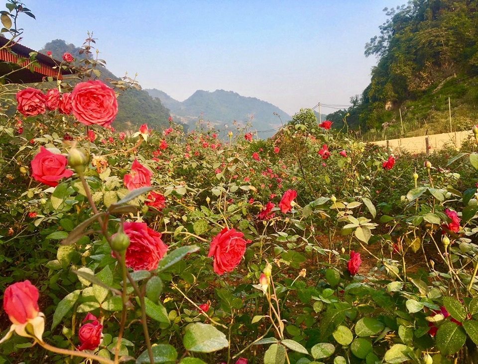 Cặp vợ chồng Hà Nội dành 4 năm cải tạo mảnh đất hoang và cái kết bất ngờ - 4 Cặp vợ chồng Hà Nội dành 4 năm cải tạo mảnh đất hoang và cái kết bất ngờ - 4