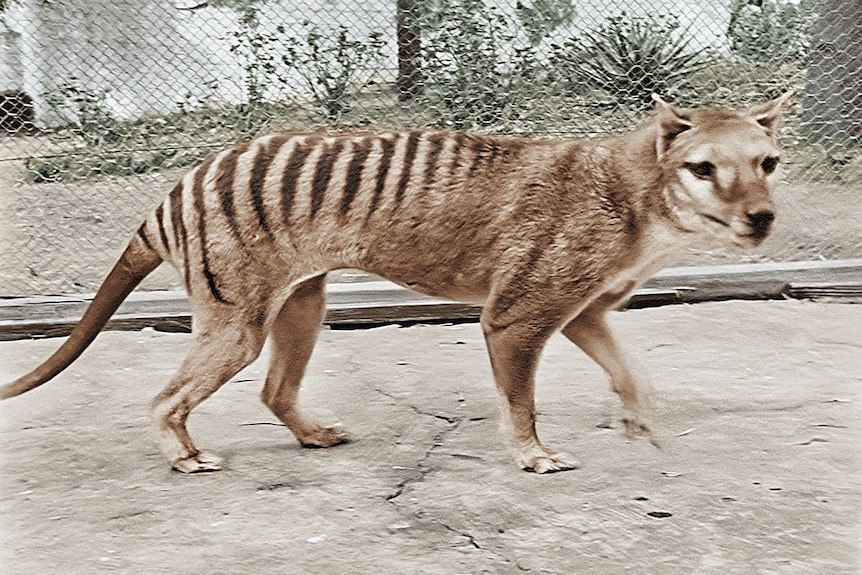 Sau sói khổng lồ, thêm một loài động vật tuyệt chủng sắp được tái sinh - 2 Sau sói khổng lồ, thêm một loài động vật tuyệt chủng sắp được tái sinh - 2