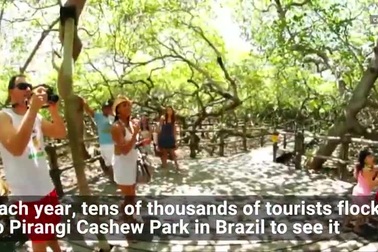 Kỳ lạ cây đào lộn hột lớn nhất thế giới to gấp đôi sân bóng đá