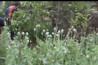 Bắt quả tang chủ phòng khám đông y tàng trữ cây, quả thuốc phiện