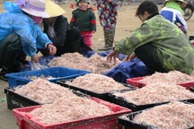 Ngư dân xứ Thanh trúng đậm “lộc trời”