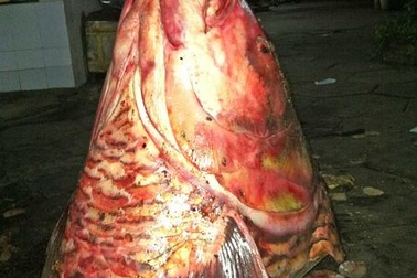 Kỳ thú chuyện săn lùng loài cá “khủng”: “Nghĩa địa” cá hô  