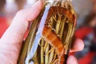 Rượu bổ dương: Ông uống, bà khóc ròng 