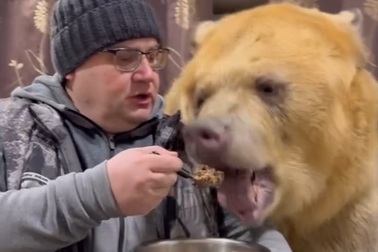 Video người đàn ông Nga bón cơm cho gấu cưng gây thích thú