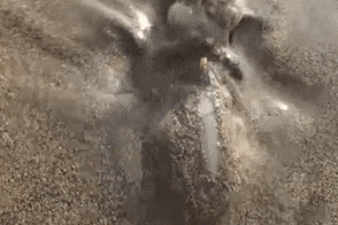 Sinh vật “ngoài hành tinh” nuốt chửng cua to gấp đôi