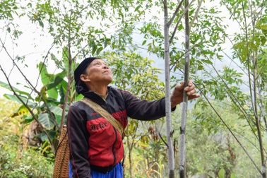 Nuôi cánh kiến đỏ ở miền biên viễn