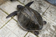 Đồi mồi dứa quý hiếm nặng 17kg mắc lưới, ngư dân vội báo chính quyền