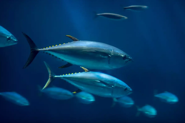 Vì sao loài cá này phải bơi ngay cả trong lúc ngủ?