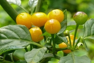 Chiêm ngưỡng loại ớt đắt nhất thế giới với giá nửa tỷ một kg