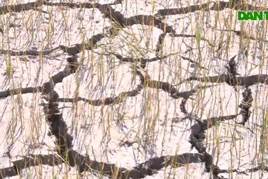 Hạn hán làm ruộng đồng ở Phú Yên nứt nẻ