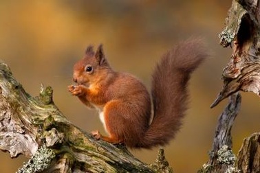 Những khoảnh khắc tuyệt đẹp của mùa thu