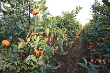 Trồng quất chơi Tết: 3 năm mới đến ngày “hái quả”!