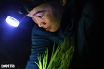 Soi đèn cấy lúa đêm tránh nóng, nông dân vẫn vã mồ hôi