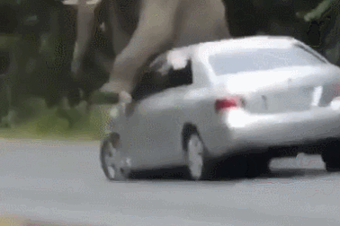 Nổi bật tuần qua: Hy hữu voi rừng chặn xe ô tô để gãi ngứa